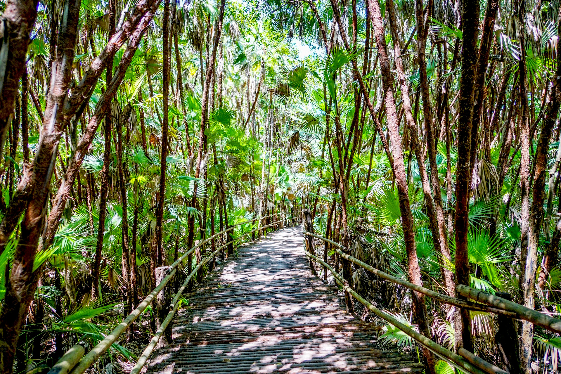 Анжели - Тропический сад - 61 фото